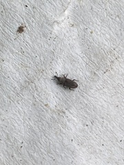 Dryophthorus americanus