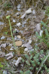 Petrosedum orientale