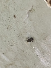 Dryophthorus americanus