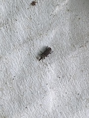 Dryophthorus americanus