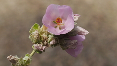 Malacothamnus enigmaticus