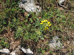 Erysimum maremmanum