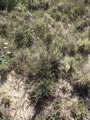 Jamesbrittenia foliolosa