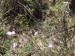 Jamesbrittenia foliolosa