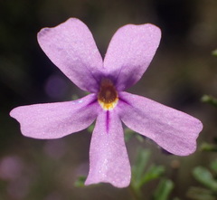 Jamesbrittenia foliolosa