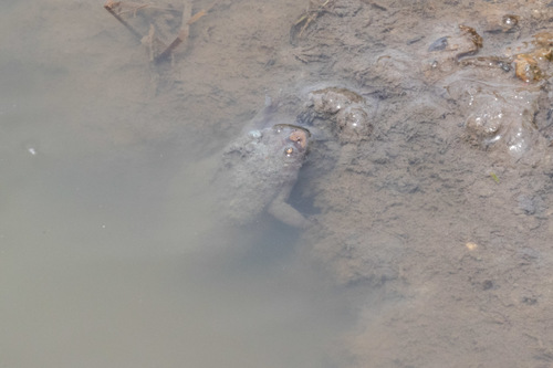 Tropical Clawed Frog