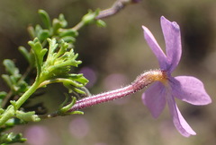 Jamesbrittenia foliolosa