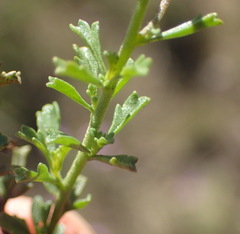 Jamesbrittenia foliolosa