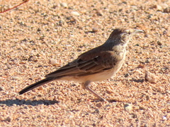 Certhilauda subcoronata