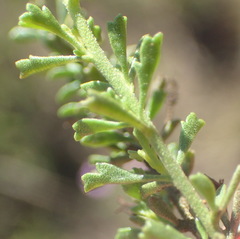 Jamesbrittenia foliolosa