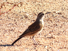Certhilauda subcoronata