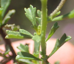 Jamesbrittenia foliolosa