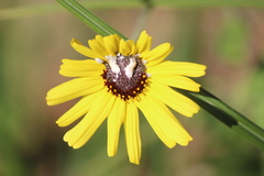 Neotephritis finalis