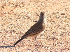 Certhilauda subcoronata