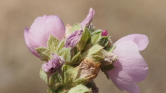 Malacothamnus enigmaticus