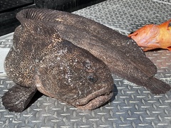 Bering Wolffish photo 5