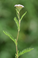 Achillea roseo-alba