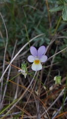 Viola tricolor curtisii