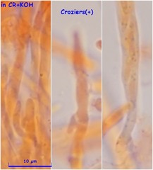 Mollisia velenovskyi