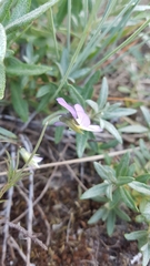 Viola tricolor curtisii