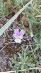 Viola tricolor curtisii