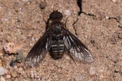 Chrysanthrax vanus