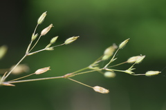 Arenaria leptoclados