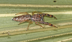 Hentzia grenada
