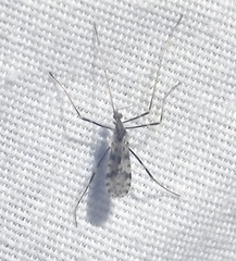 Erioptera graphica