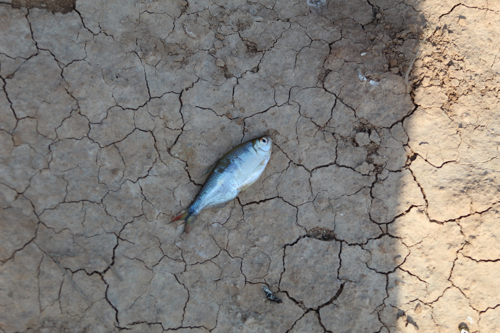 banded astyanax