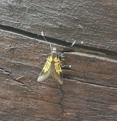 Schiffermuelleria schaefferella