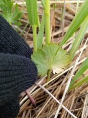 Ranunculus pedatifidus affinis