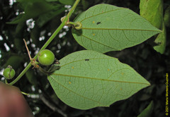 Passiflora auriculata