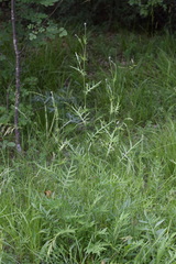 Centaurea scabiosa grinensis