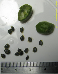 Passiflora auriculata