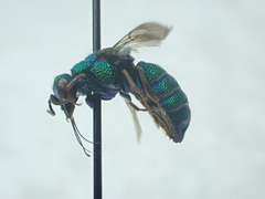 Parnopes