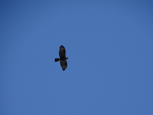 Buteo japonicus