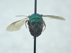 Parnopes