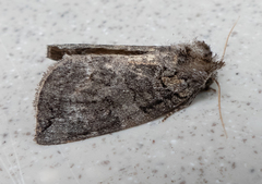 Euthyatira semicircularis