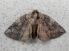 Euthyatira semicircularis