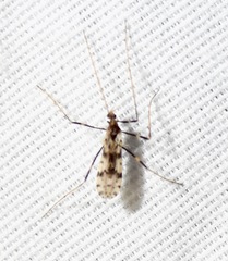 Erioptera graphica