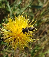 Helicosmia