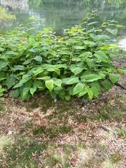 Reynoutria japonica
