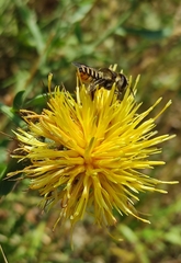 Helicosmia