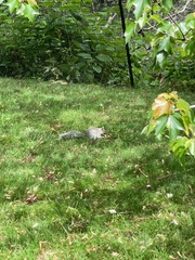 Sciurus carolinensis