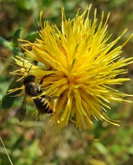 Helicosmia