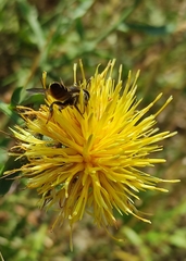 Helicosmia