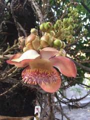 Couroupita guianensis