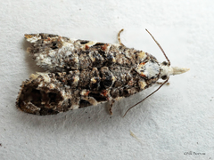 Phtheochroa rugosana