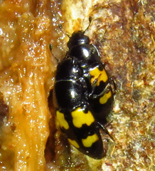 Glischrochilus fasciatus
